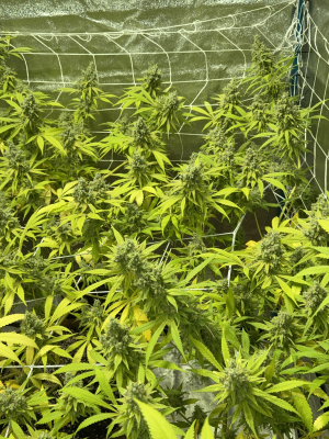 An image of Chi-Chi's