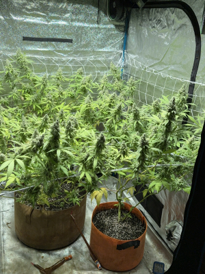 An image of Chi-Chi's