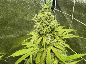 An image of Chi-Chi's