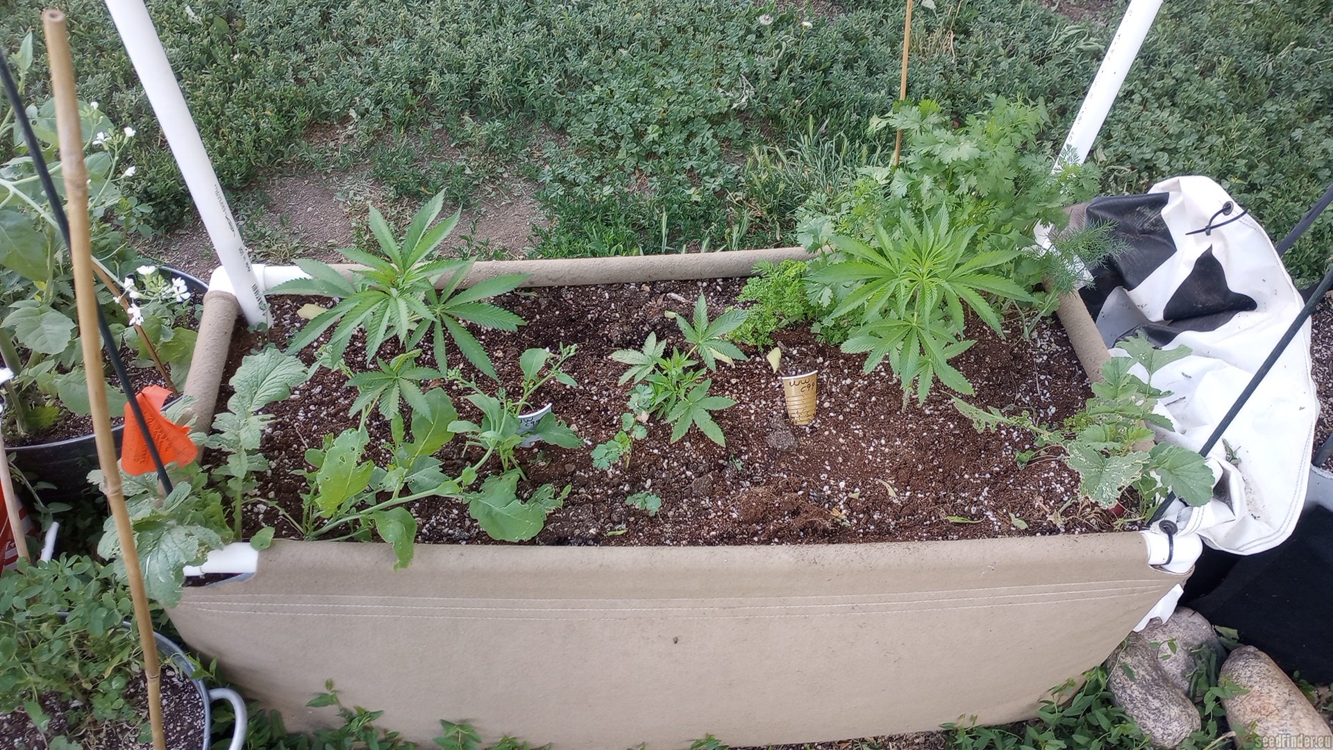 Lonestar Sharon's White Widow x Cinderella 99