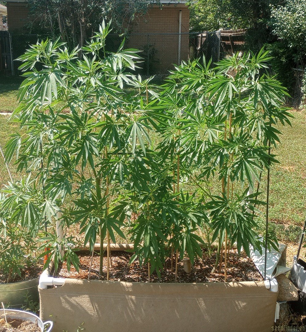 Lonestar Sharon's White Widow x Cinderella 99