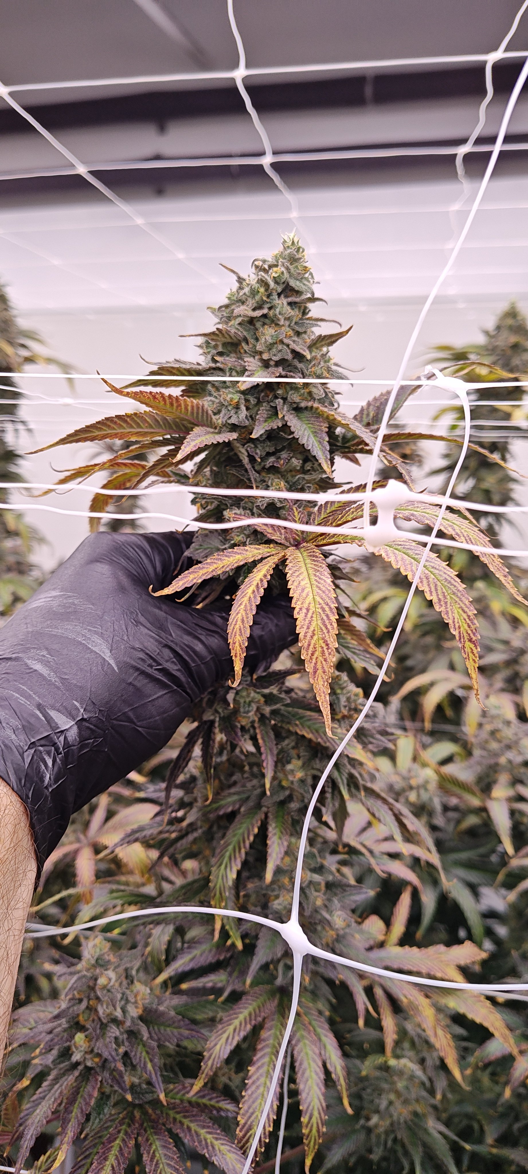 Lonestar Sharon's White Widow x Cinderella 99