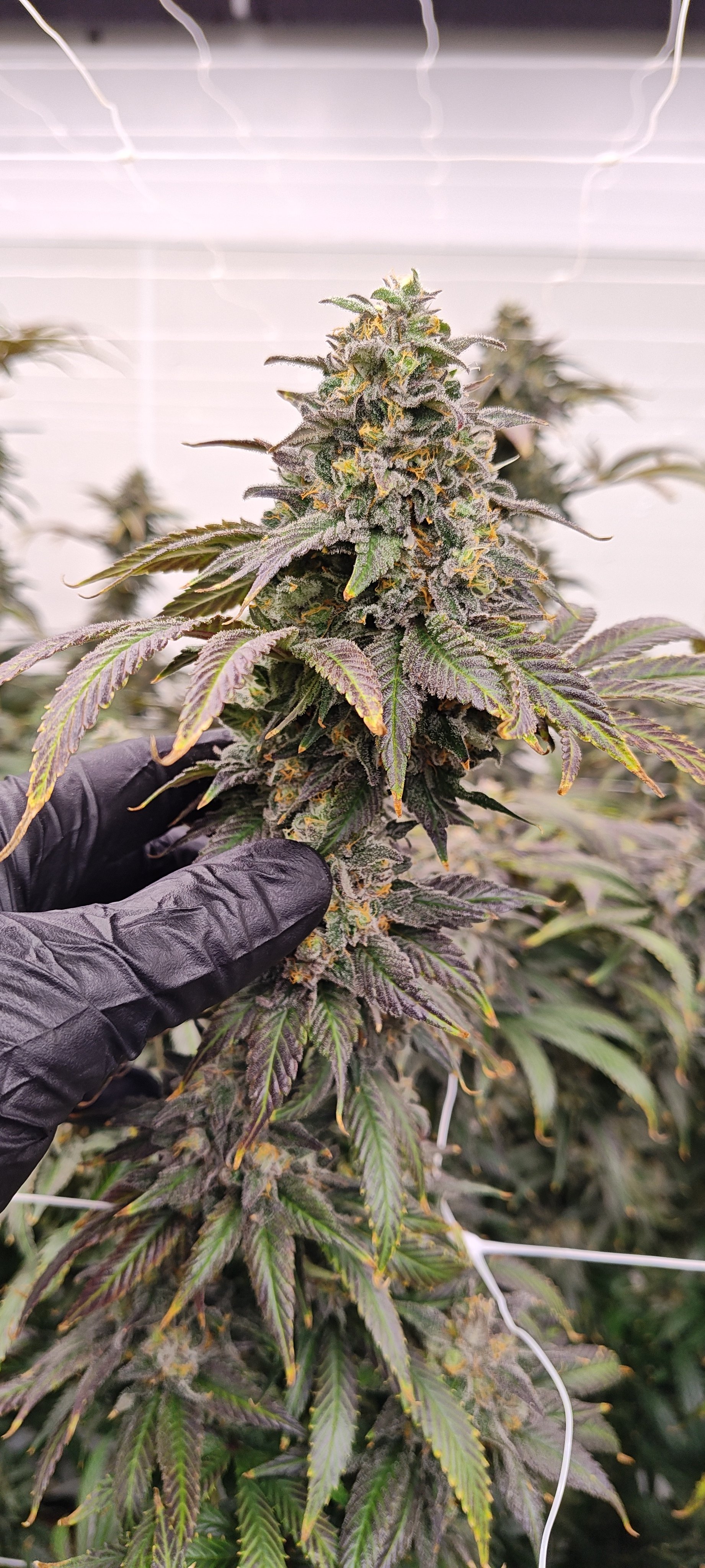 Lonestar Sharon's White Widow x Cinderella 99