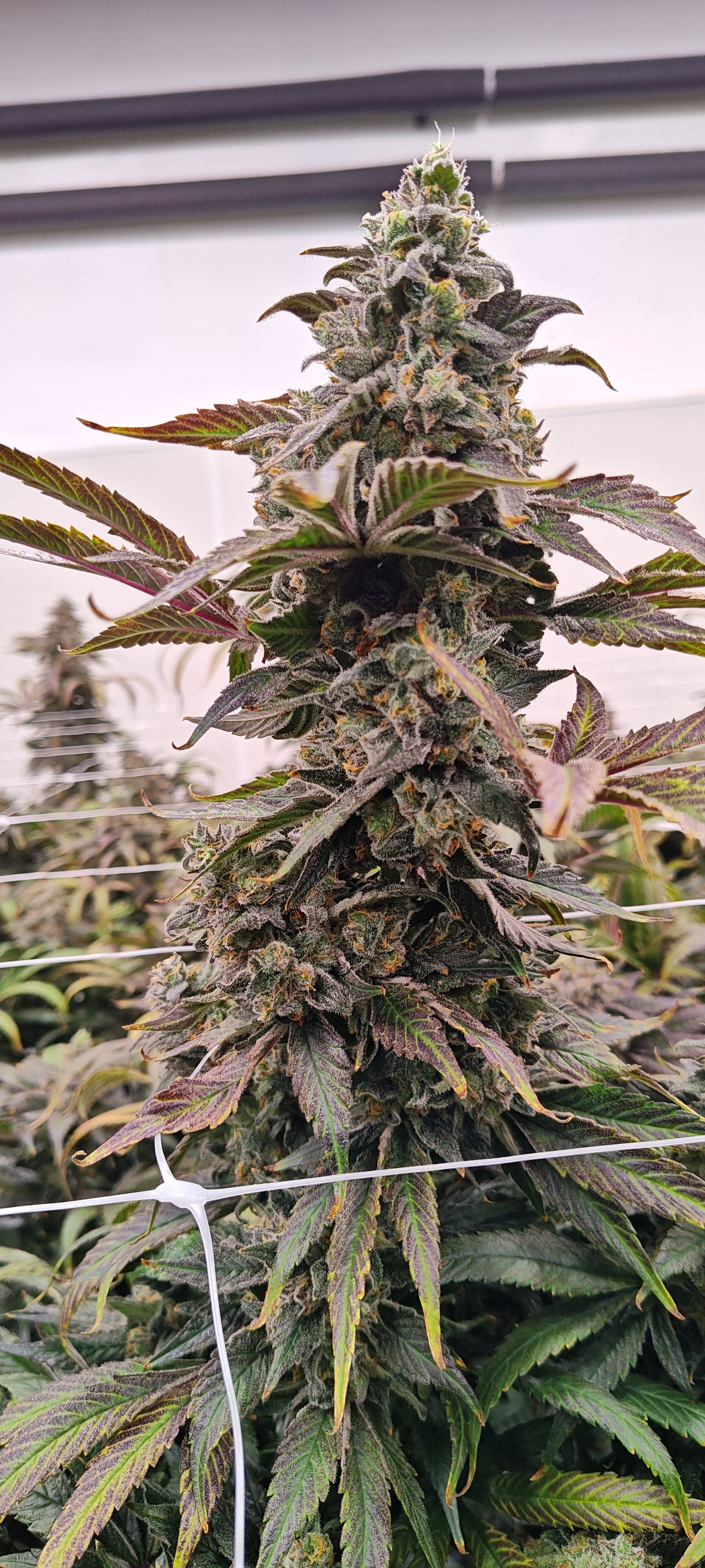 Lonestar Sharon's White Widow x Cinderella 99