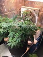 Afghan Lemon archive 4