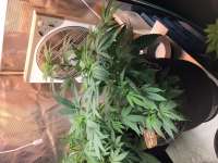 Afghan Lemon archive 3