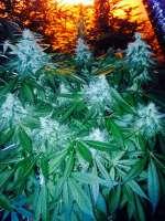 An image of East Coast Sour Diesel