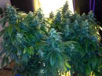 An image of East Coast Sour Diesel