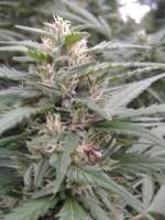 Iranian G13 archive 1