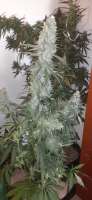 An image of Trainwreck