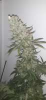 An image of Trainwreck
