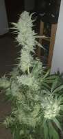 An image of Trainwreck