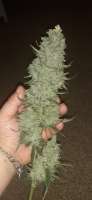An image of Trainwreck