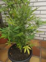 Auto King Kong archive 1