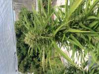 An image of Brooklyn Mango