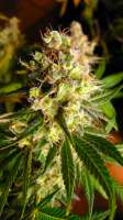 King Kong: strain page photo, credit seedfinder.eu, copyright status shown with credit copyright unverified