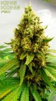 King Kong: strain page photo, credit seedfinder.eu, copyright status shown with credit copyright unverified