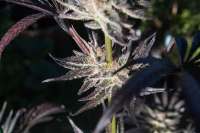 Pan Dragon archive 2