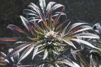 Pan Dragon archive 1