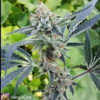 Pan Dragon archive 3