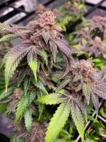 False Teeth archive 2