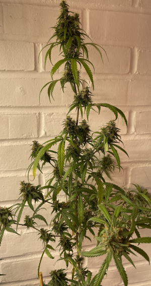 An image of Metal Haze