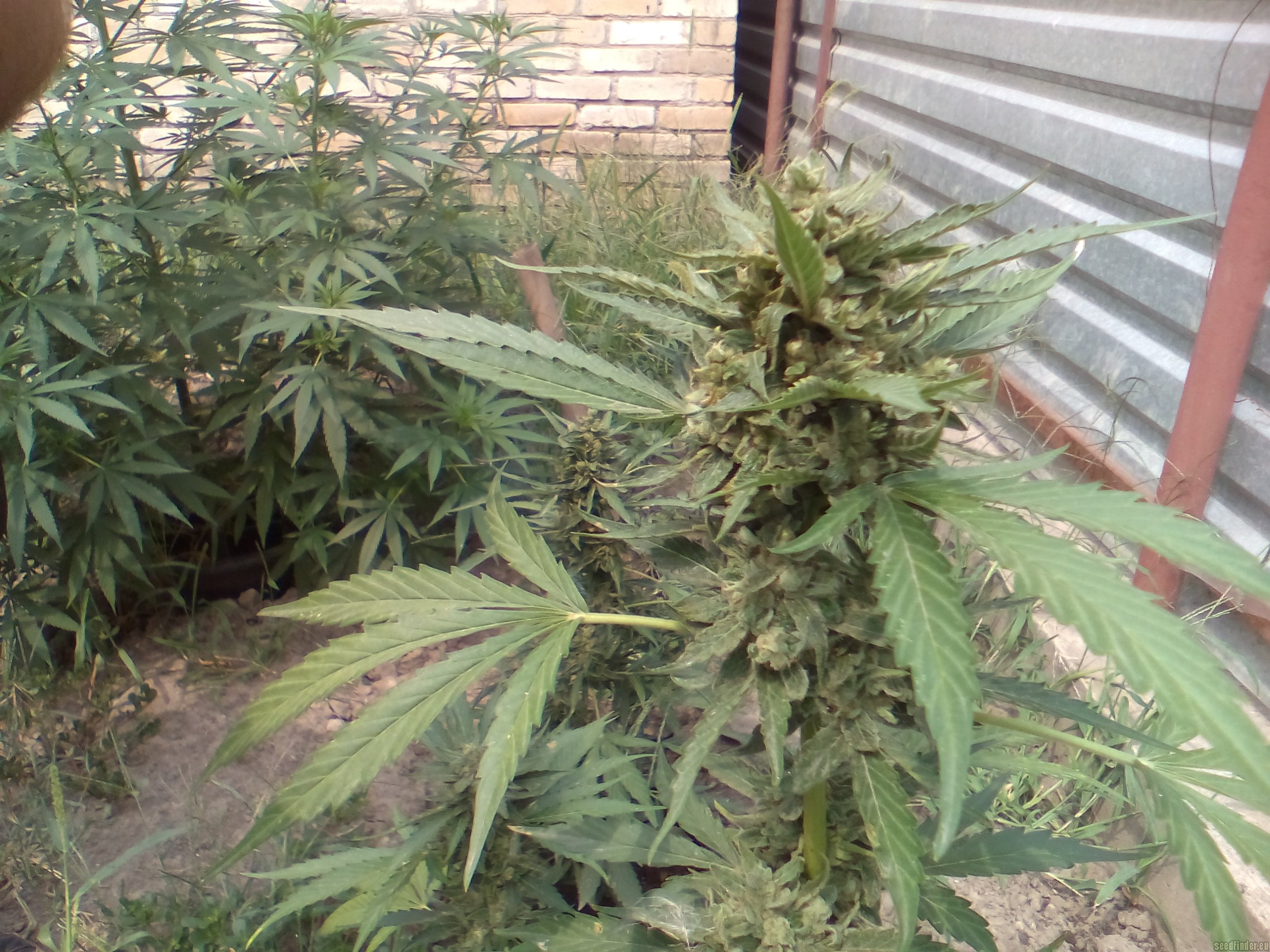 AutoColorado Cookies