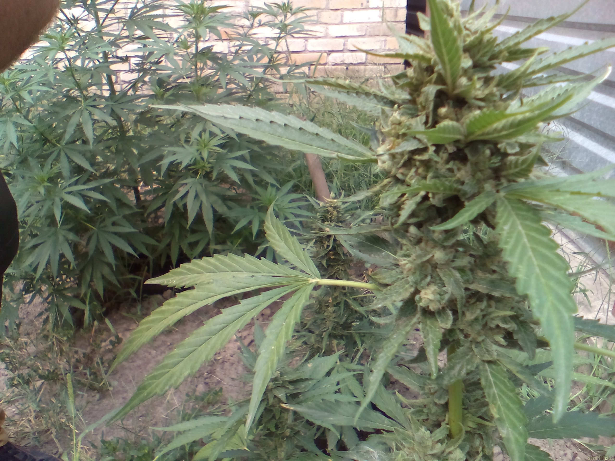 AutoColorado Cookies