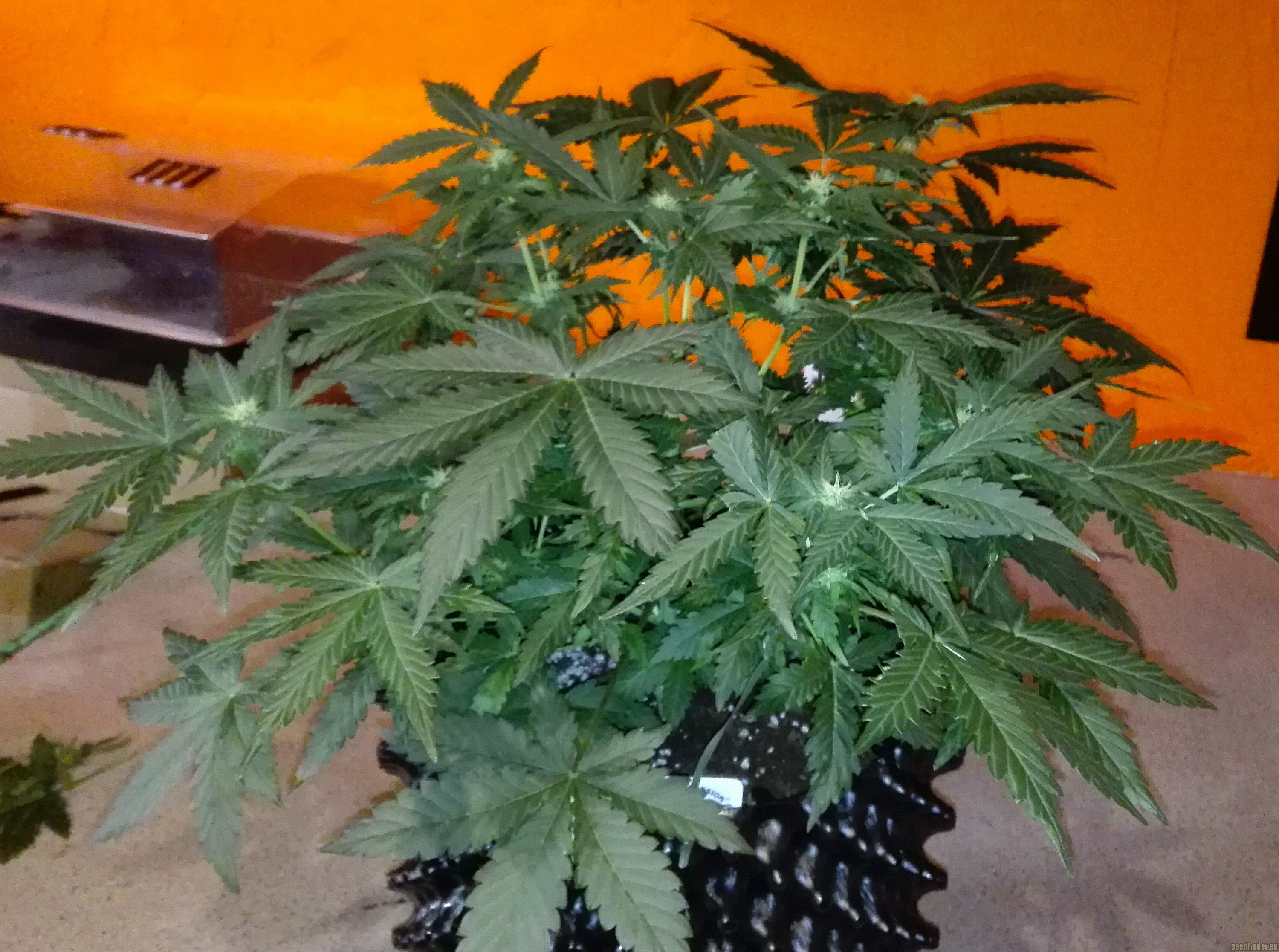 AutoColorado Cookies