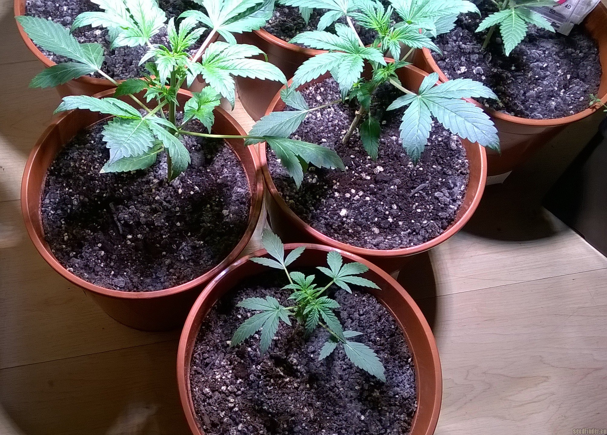 AutoColorado Cookies