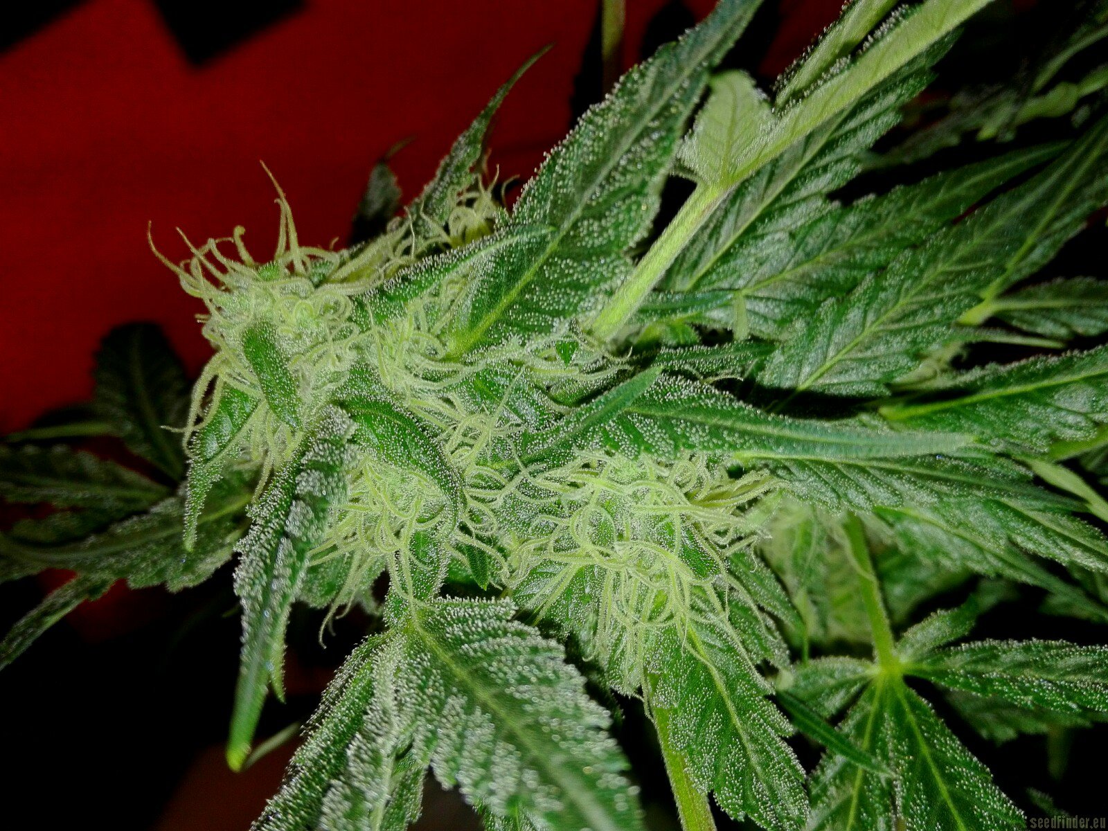 AutoColorado Cookies