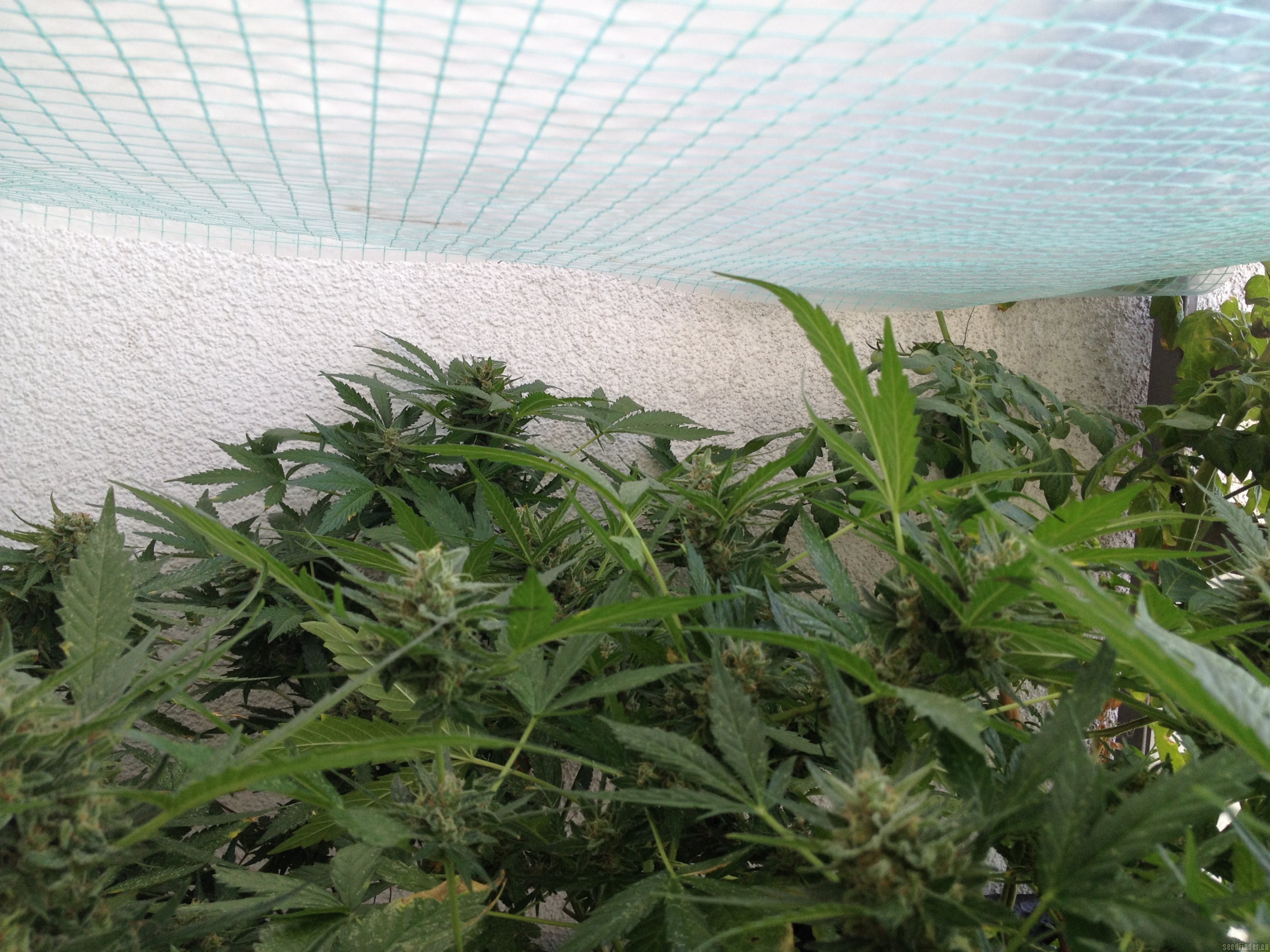 AutoColorado Cookies
