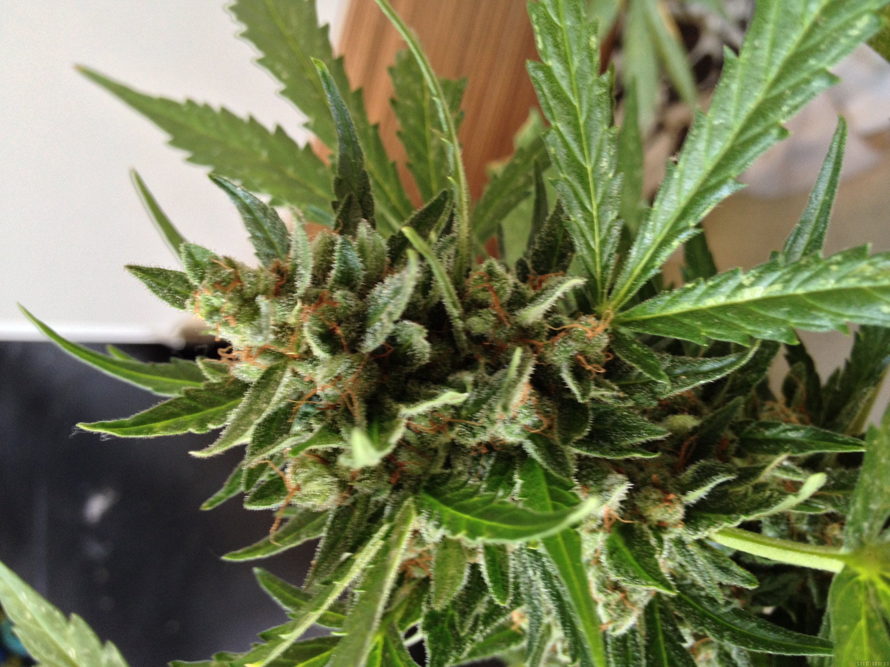AutoColorado Cookies