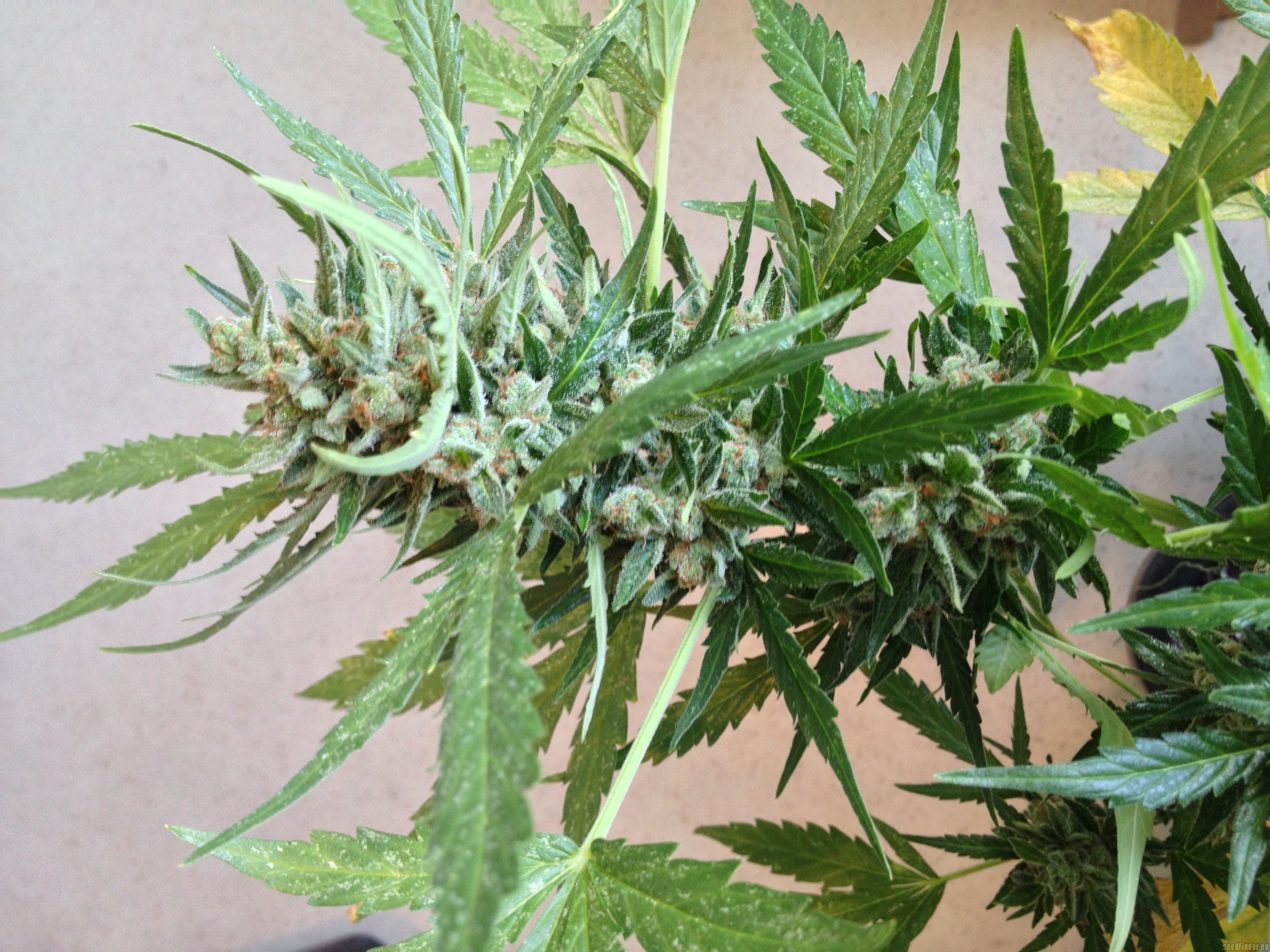 AutoColorado Cookies