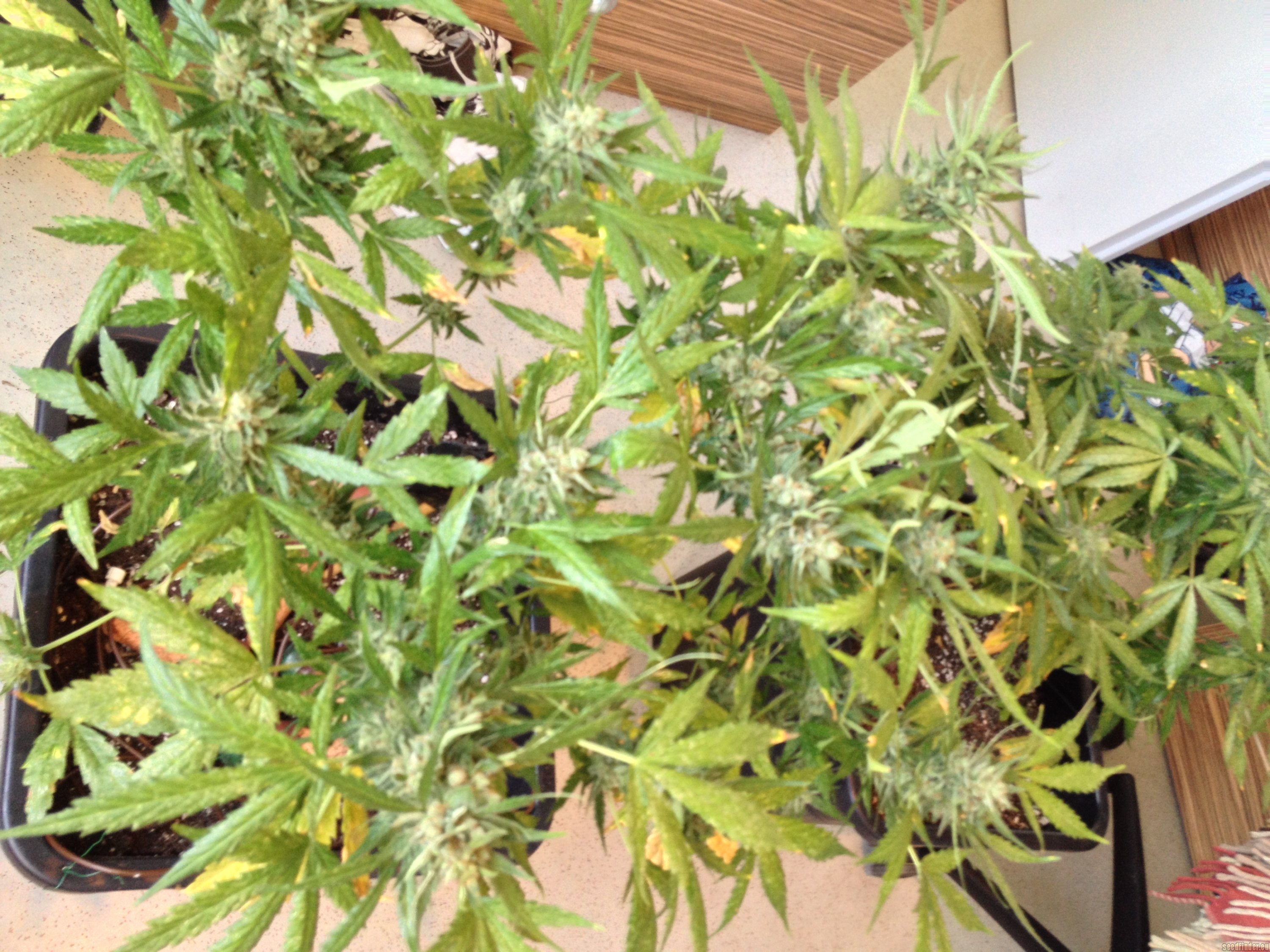 AutoColorado Cookies