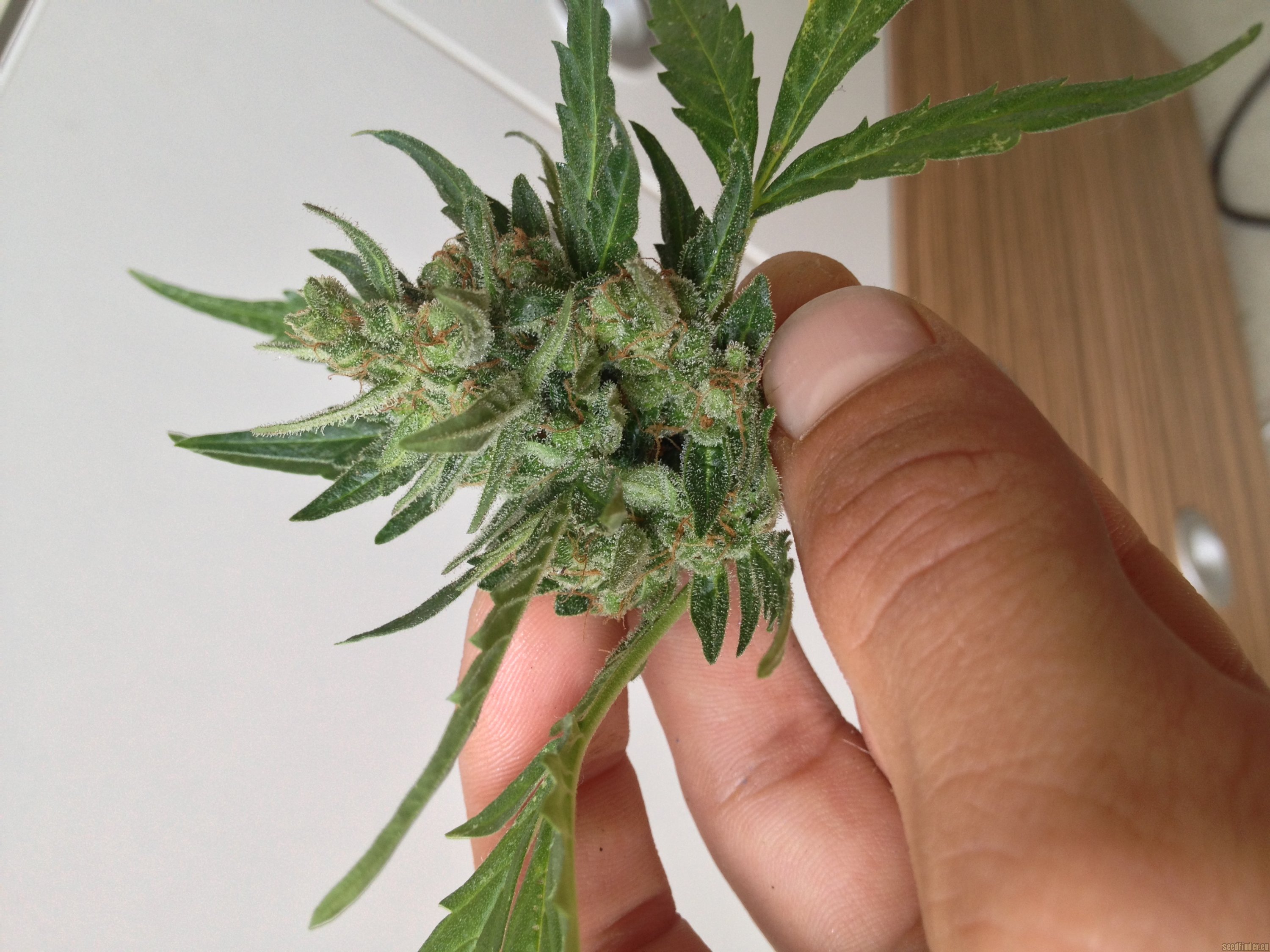 AutoColorado Cookies