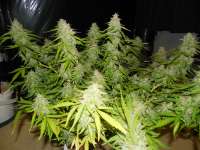 An image of Auto Night Queen