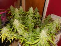 An image of Auto Night Queen