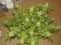 An image of Auto Night Queen