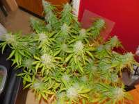 An image of Auto Night Queen