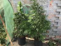 Auto Banana Blaze archive 1