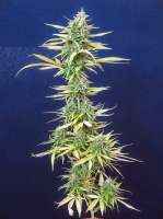 Auto Banana Blaze archive 3