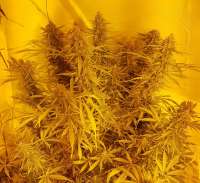 Auto Critical Orange Punch archive 1