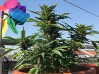 Auto Desfran archive 3