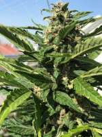 Auto Desfran archive 4