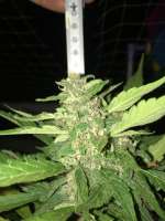 Auto Desfran archive 2