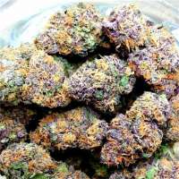 Auto Lemon Zkittle archive 1