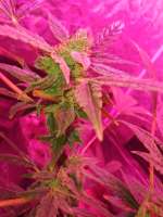 Auto Orange Bud archive 3