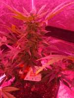 Auto Orange Bud archive 2