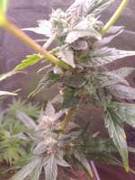 Auto Orange Bud archive 4